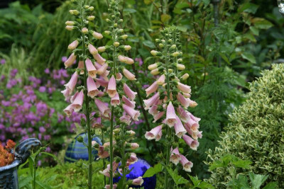 Digitalis0616.JPG