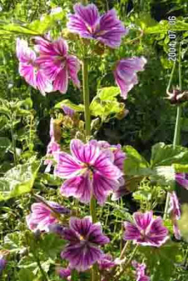 Malva_sylvestris_Zebrina.jpg