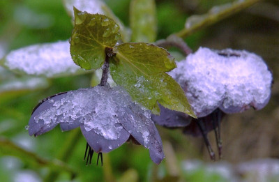 h.schnee 2.jpg
