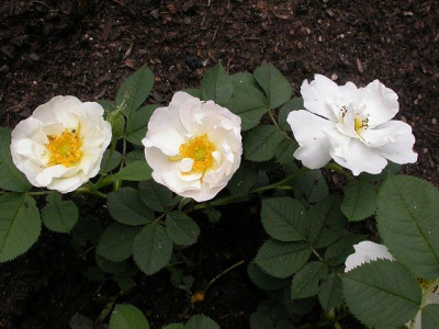 la_rose_de_york2_g.jpg