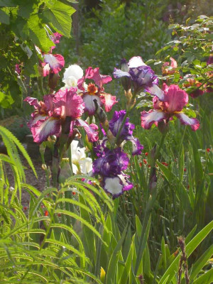 Iris_in_Sunlight.jpg