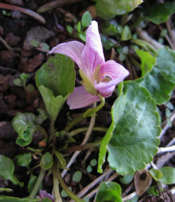 007 Viola martinekii 1.jpg