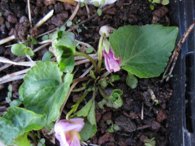 022 Viola martinekii 3.jpg