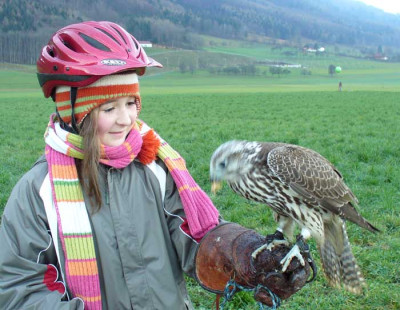 Gerfalke1.jpg