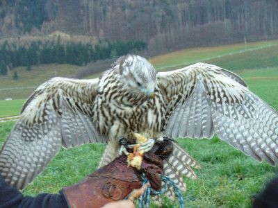 Gerfalke2.jpg
