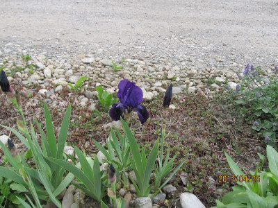 IMG_2870 small.jpg