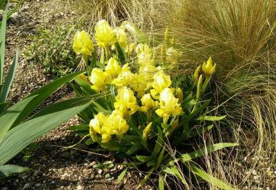 Iris_lutescens_gelb_250417.jpg