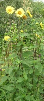 Helianthus__...._v.barbara__kl.jpg