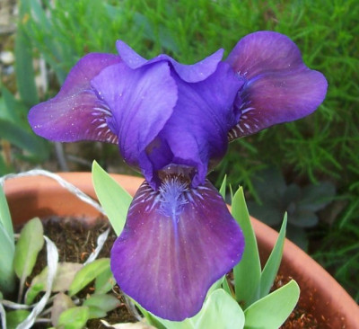100_6902 SDB Plum Lucky.jpg
