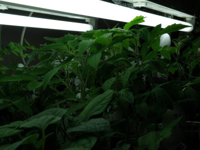 P1010240.JPG