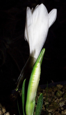 Sternbergia_candida.jpg