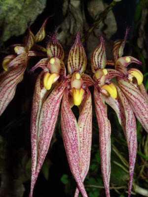 Bulbophyllum_Louis_Sander.jpg