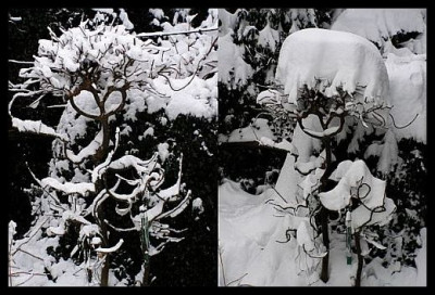 teamwolllaus_winter.jpg