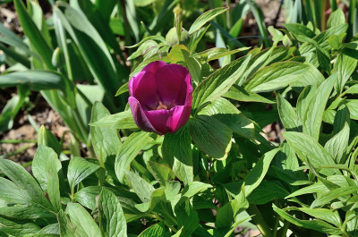 DSC_7206-Paeonia tulipaniflora - Tulipan paeonifolia_001.JPG