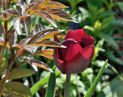 DSC_7207-Tulpe-Paeonie_002.JPG