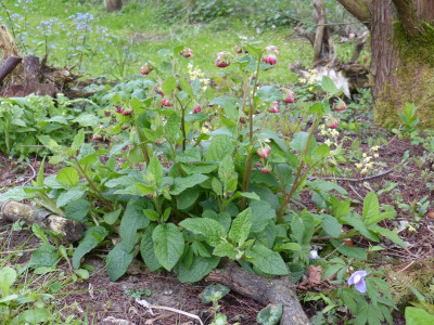2017-04-26 Symphytum grandiflorum.jpg