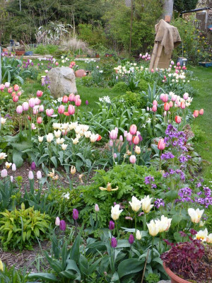 2017-04-26 Tulpen.jpg
