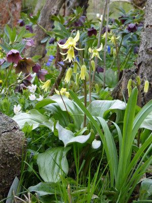 2017-04-26 Erythronium 2.jpg