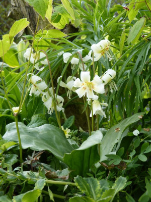 2017-04-26 Erythronium 'White Beauty' 2.jpg