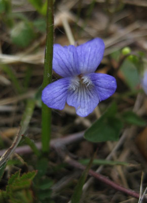 069 Veilchen wild 1.jpg