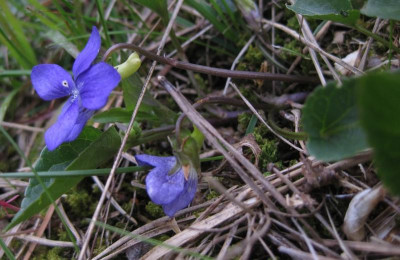075 veilchen wild 2.jpg