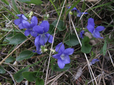 073 Veilchen wild 3.jpg