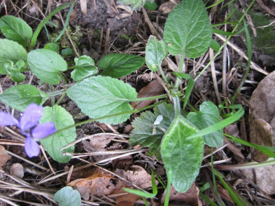 054 veilchen wild 6.jpg