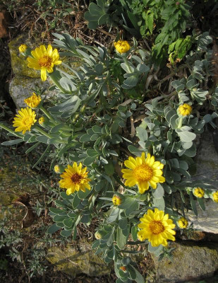 095 Hertia cheirifolia.jpg