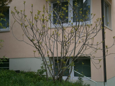 Feigenbäume 002.JPG
