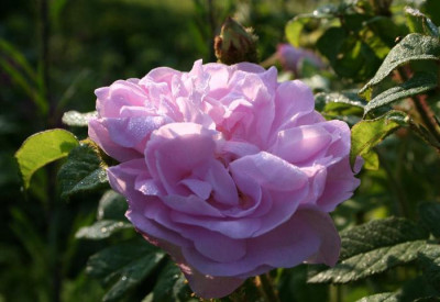 Rose-taufrisch-1.jpg