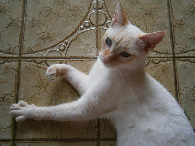 pablo tag2 003.JPG