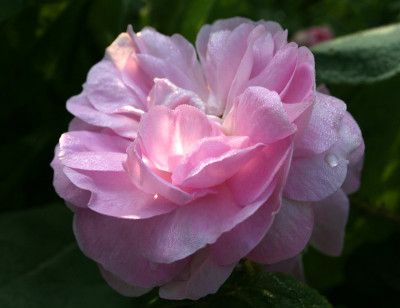 Rose-taufrisch-2.jpg