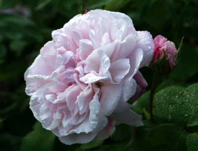 Rose-taufrisch-3.jpg