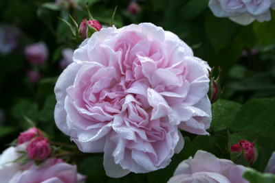Rose-taufrisch-4.jpg