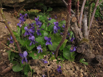 veilchenvierge.img.JPG