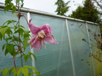 Clematis 2017 001.JPG
