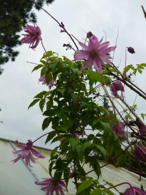 Clematis 2017 004.JPG