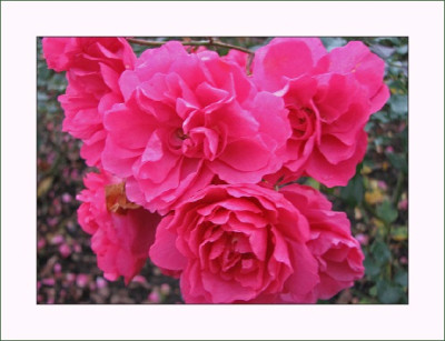 ROSE_FR_0812_RI.jpg