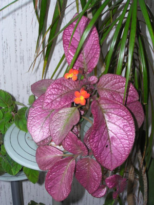 Episcia Strawberry Patch 003.JPG