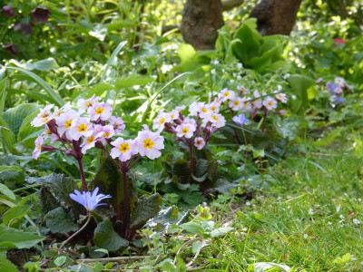 2017-04-27 Primula 'Garryard Guinevere'.jpg