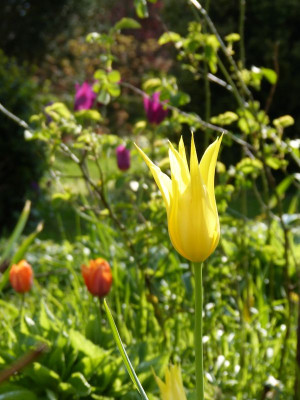 2017-04-27 Tulpen 'Westpoint'.jpg