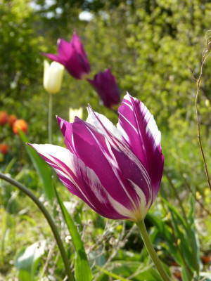 2017-04-27 Tulpen 'Purple Dream'.jpg