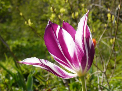 2017-04-27 Tulpen 'Purple Dream' 2.jpg