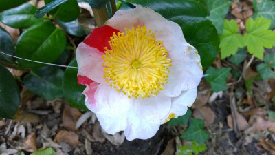 WP_20170427_009 Camellia japonica Daikanbo.jpg