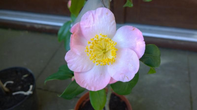 WP_20170426_017 Camellia japonica Hatsuwarai.jpg