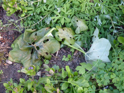 2017-04-27 Podophyllum pleianthum.jpg