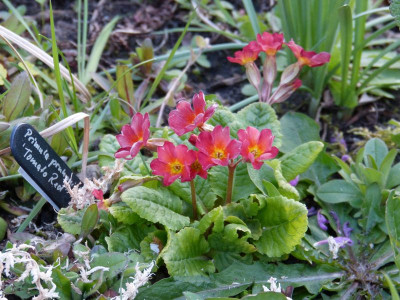 2017-04-27 Primula 'Tomato Red'.jpg