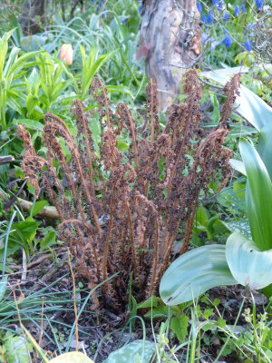 2017-04-27 Dryopteris.jpg