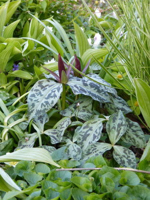 2017-04-27 Trillium sessile.jpg