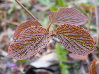 2017-04-27 Viburnum furcatum 'Pink Parasol'.jpg